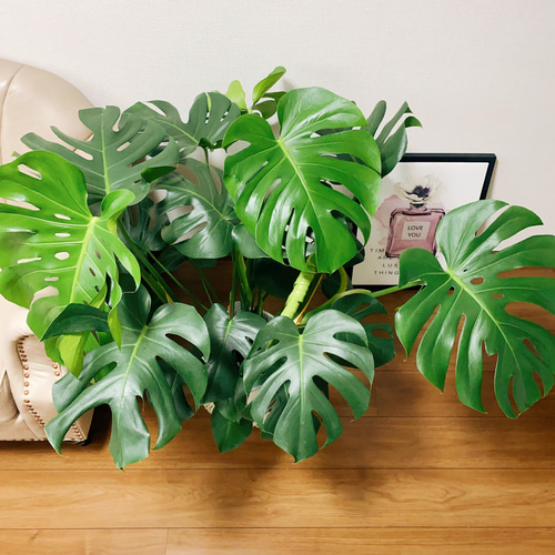 現品］1番 ボリューム満点！ モンステラデリシオーサ 観葉植物