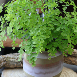 アジアンタムのモスカラーポット鉢植え/観葉植物 1枚目の画像