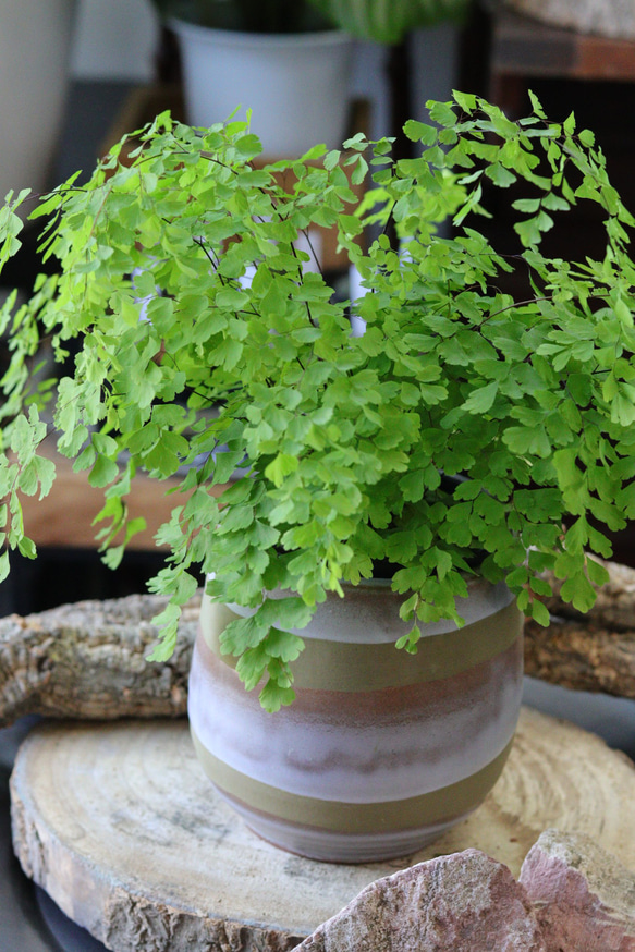 アジアンタムのモスカラーポット鉢植え/観葉植物 1枚目の画像