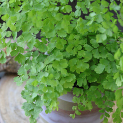 アジアンタムのモスカラーポット鉢植え/観葉植物 3枚目の画像