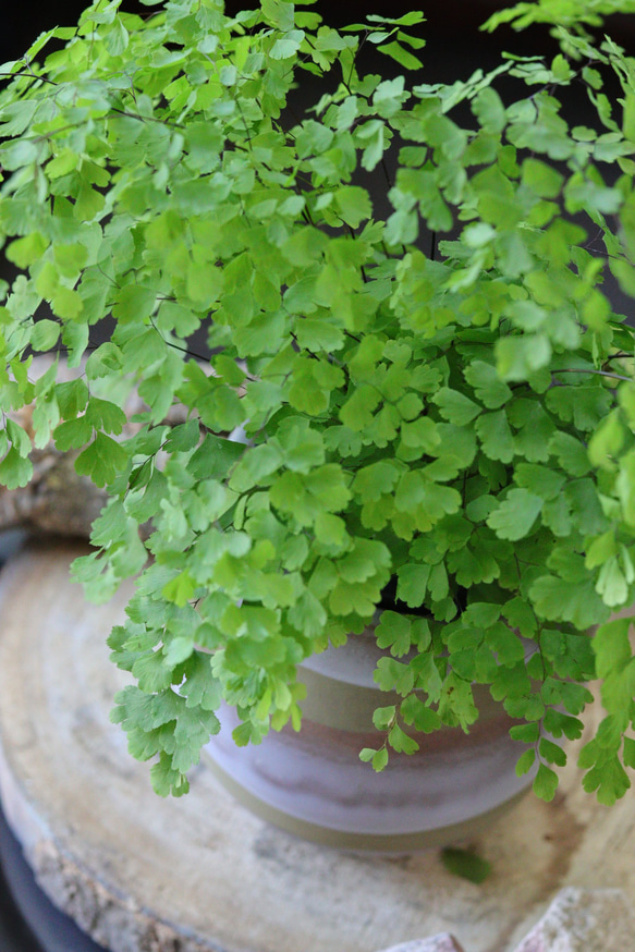 アジアンタムのモスカラーポット鉢植え/観葉植物 3枚目の画像