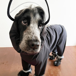 新色追加‼️雨の日の散歩に　中型犬用レインスーツ　4色 17枚目の画像