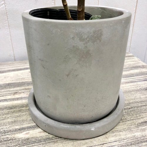 希少 ゴムの木 斑入り フィカス エラスティカ ジン その他