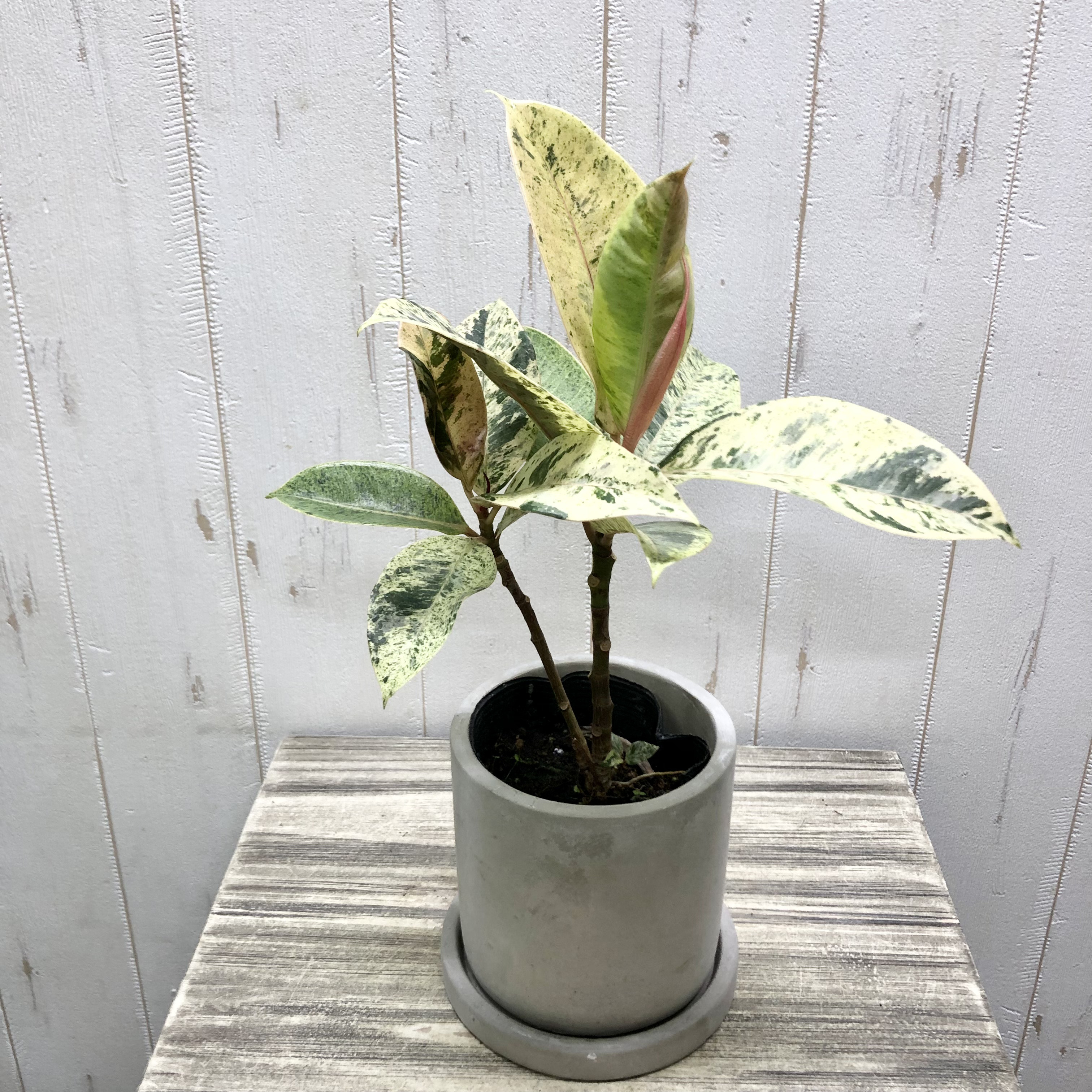 斑入りゴムの木 2株セット（黄色とピンク色） - 植物/観葉植物
