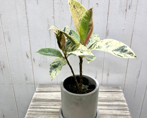 フィカス　エラスティカ　ジン　希少　送料無料 希少 迷彩柄 フィカス エラスティカ ジン | PLANTS SHOP OLIVE