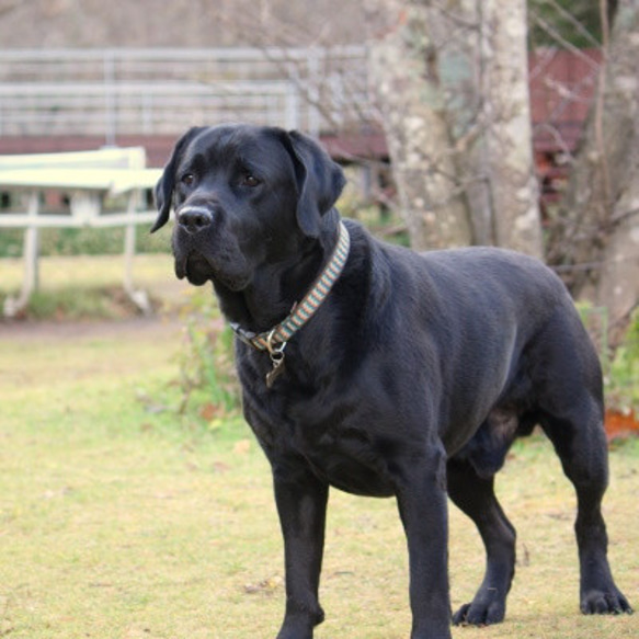 犬首輪 幅2.5㎝ Chevron Orange 8枚目の画像