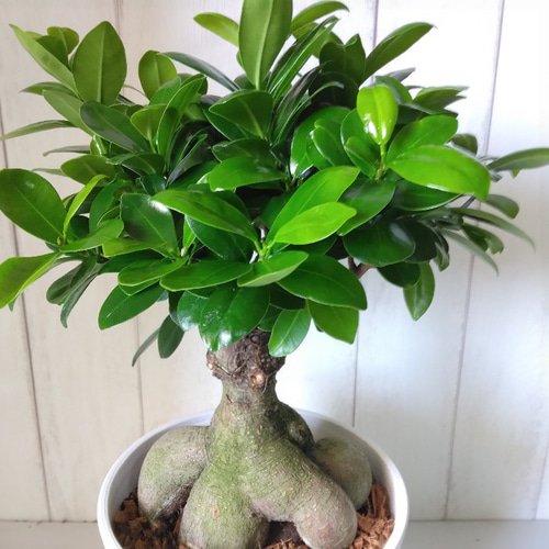 ガジュマル 美株 現品 鉢植え ガジュマル 美株 現品 鉢植え