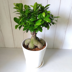 28d2936b240dc43d6807e16f4b2427