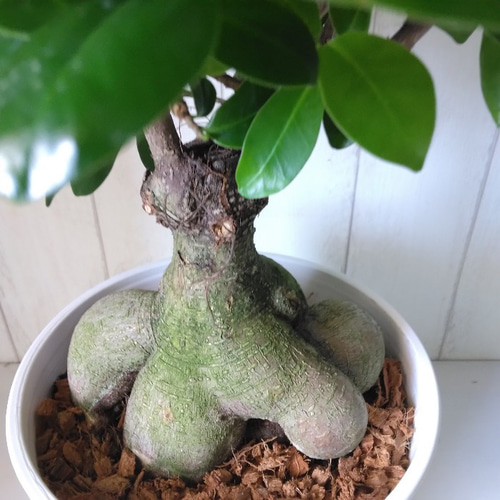 現品】多幸の木 ガジュマル ガジュマルの木 8号鉢 S5番 観葉植物 5