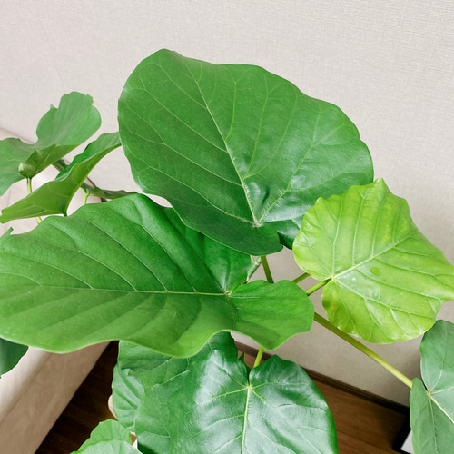 現品］フィカス ウンベラータ 曲がり 観葉植物 大型 室内 ゴムの
