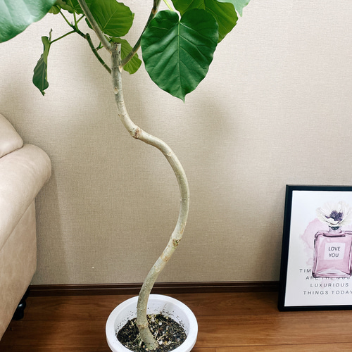 現品］フィカス ウンベラータ 曲がり 観葉植物 大型 室内 ゴムの