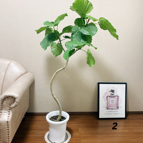 ［現品］36番　フィカス　ウンベラータ　曲がり　8号　観葉植物　室内　大型　人気 観葉植物 フィカス ウンベラータ 8号 ノーマル ラスターポット