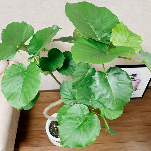 現品］フィカス ウンベラータ 曲がり 観葉植物 大型 室内 ゴムの