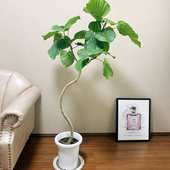 【じょうさん様】フィカス◦ウンベラータ 曲がり幹♪ 120cm♪ 観葉植物 フィカス ウンベラータ 10号 曲がり アートストーン