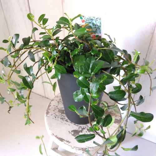 ガジュマル　フィカス 気根付き 観葉植物 ガジュマル フィカス 気根付き 観葉植物 ガジュマル フィカス 気根付き