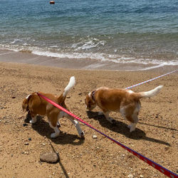 愛犬へのバレンタイン♥犬首輪 幅1.9㎝ Dog Love Red Tiny Heart 8枚目の画像