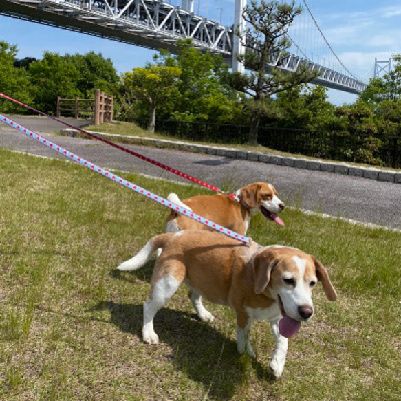 愛犬へのバレンタイン♥犬首輪 幅1.9㎝ Dog Love Red Tiny Heart 7枚目の画像