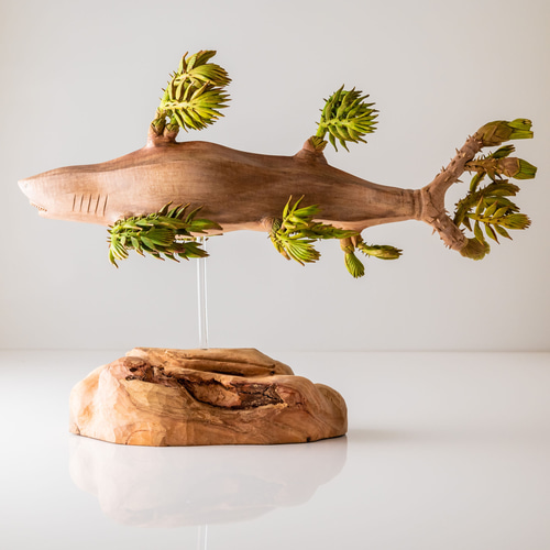 空想生物(たらの芽のヒレをもつサメ) 立体・オブジェ カエルの