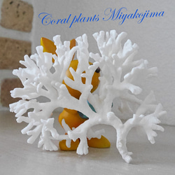 沖縄県 宮古島産 天然 枝サンゴ ほぼ純白 Mサイズ 割れ物注意！素材