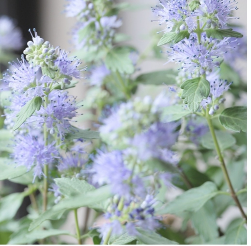 【⠀カリオプテリス】ゴールドクレスト 9cmロングポットハーブの爽やかな香り漂うイングリッシュガーデンに