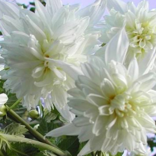 皇帝ダリア【ナポレオンホワイト】植え付けて数ヶ月で3～4mに伸び、秋