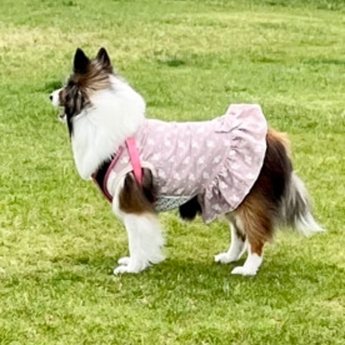 ハンドメイド犬服　花柄cottonのバルーンワンピ★フリル袖に変更可能 ハンドメイド犬服花柄cottonのバルーンワンピ☆フリル袖に変更可能