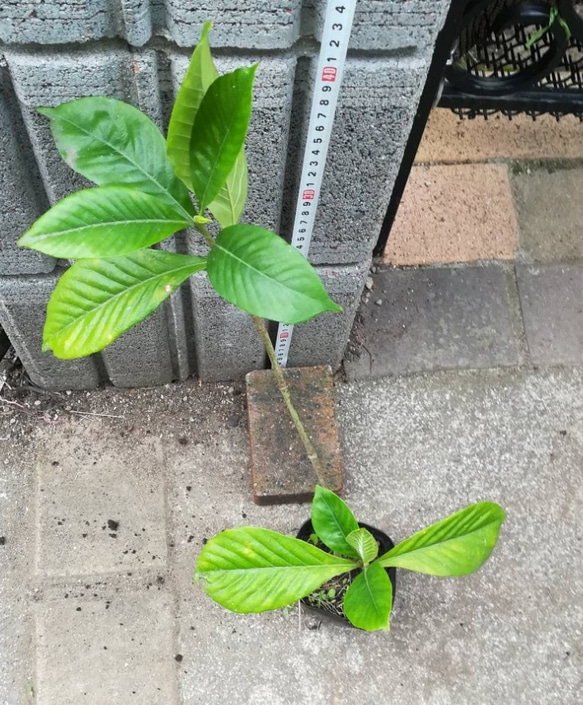 【大輪八重咲きクチナシ】当地では梅雨の終わりの時期に開花 甘い香りを放ちます 30cm位の苗 4枚目の画像