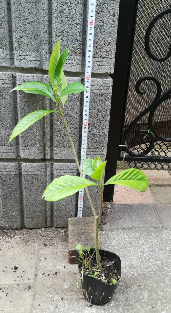 【大輪八重咲きクチナシ】当地では梅雨の終わりの時期に開花 甘い香りを放ちます 30cm位の苗 3枚目の画像