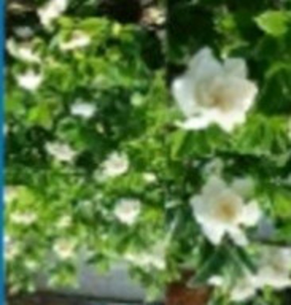 【大輪八重咲きクチナシ】当地では梅雨の終わりの時期に開花 甘い香りを放ちます 30cm位の苗 2枚目の画像