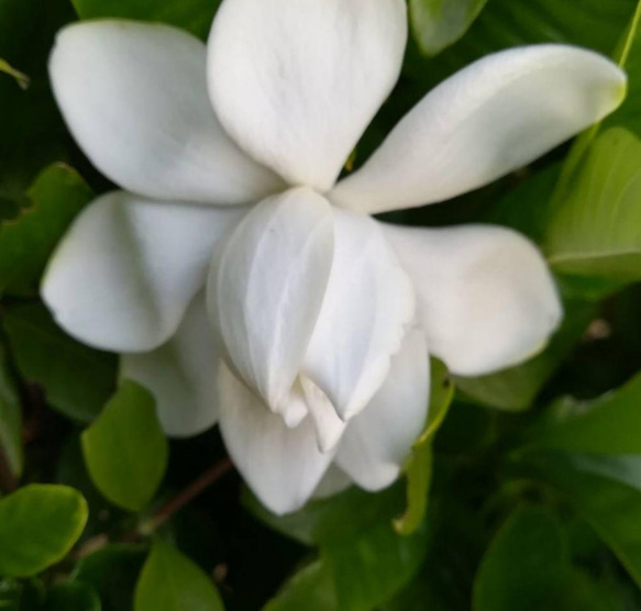 【大輪八重咲きクチナシ】当地では梅雨の終わりの時期に開花 甘い香りを放ちます 30cm位の苗 1枚目の画像