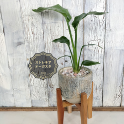 ビカクシダ ビーチィー コルク壁掛け　観葉植物 ビカクシダ ビーチィー コルク壁掛け 観葉植物 その他インテリア雑貨