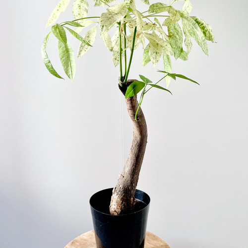 再入荷】パキラミルキーウェイ 実生 希少 つねら 観葉植物 calm cafe