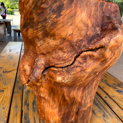 万年茸(霊芝）きのこのオブジェ キノコインテリア 立体・オブジェ 貫木