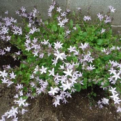 アルペンピンク✨宿根✨植えっぱなしOK❤️大きめ苗