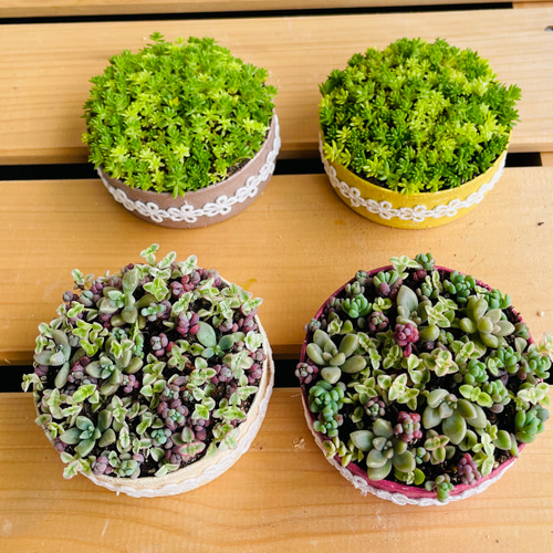 小さな寄せ植え♪姫秀麗