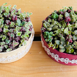 34）❤︎多肉植物寄せ植え❤︎そのまま飾れる❤︎姫秀麗❤︎パープル