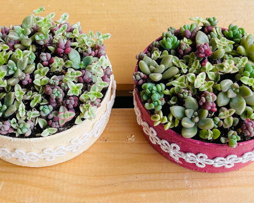 34）❤︎多肉植物寄せ植え❤︎そのまま飾れる❤︎姫秀麗❤︎パープル