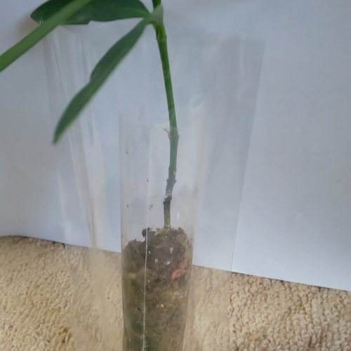 フクギ　苗 ネット限定販売】フクギ 観葉植物｜備瀬のフクギをあなたのお部屋で