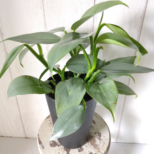 フィロデンドロン【シルバーメタル】 シルバーの葉 高級セラアート鉢