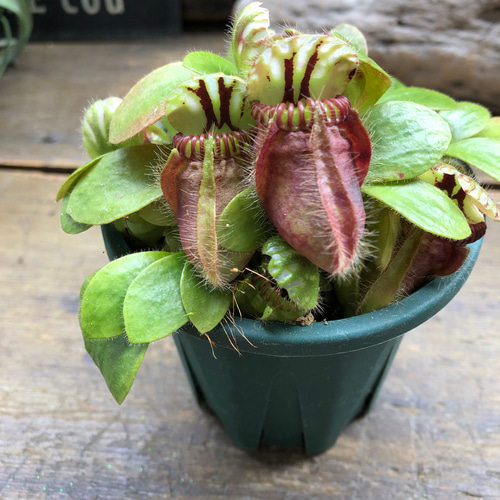 希少♡セファロタス♡食虫植物♡立派♡インテリア♡多肉植物♡ アート