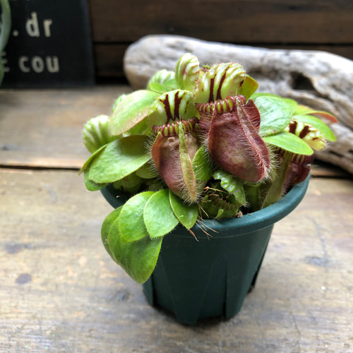 希少♡セファロタス♡食虫植物♡立派♡インテリア♡多肉植物♡ アート