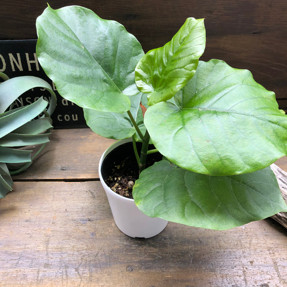 ウンベラータ♡大人気♡観葉植物♡インテリア♡ 12枚目の画像