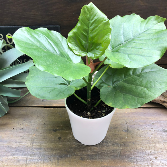 ウンベラータ♡大人気♡観葉植物♡インテリア♡ 10枚目の画像