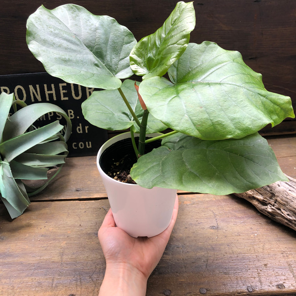 ウンベラータ♡大人気♡観葉植物♡インテリア♡ 5枚目の画像