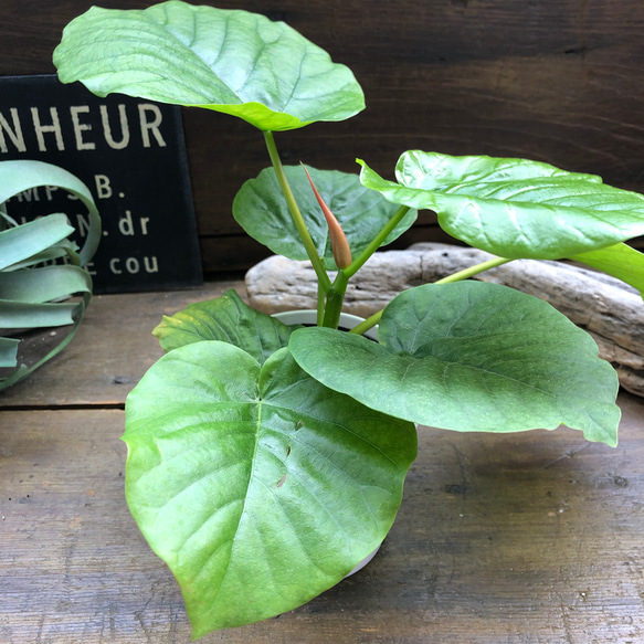 ウンベラータ♡大人気♡観葉植物♡インテリア♡ 6枚目の画像