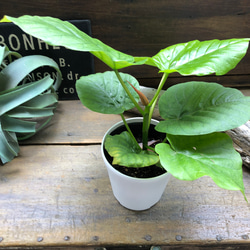 ウンベラータ♡大人気♡観葉植物♡インテリア♡ 18枚目の画像