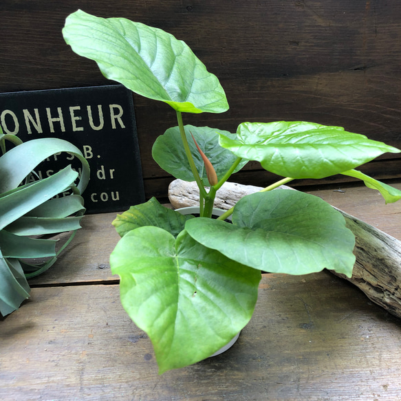 ウンベラータ♡大人気♡観葉植物♡インテリア♡ 9枚目の画像