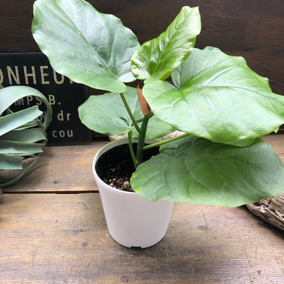 ウンベラータ♡大人気♡観葉植物♡インテリア♡ 20枚目の画像