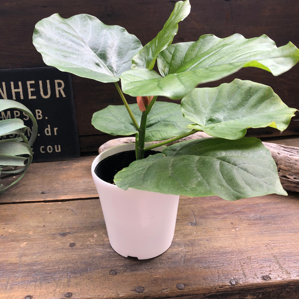 ウンベラータ♡大人気♡観葉植物♡インテリア♡ 16枚目の画像