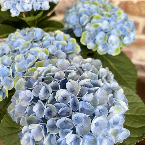 マジカルレボリューション ブルー 紫陽花 フレッシュ 秋色も楽しめます アジサイ マジカル レボリューション○秋色へ変化 マジカル
